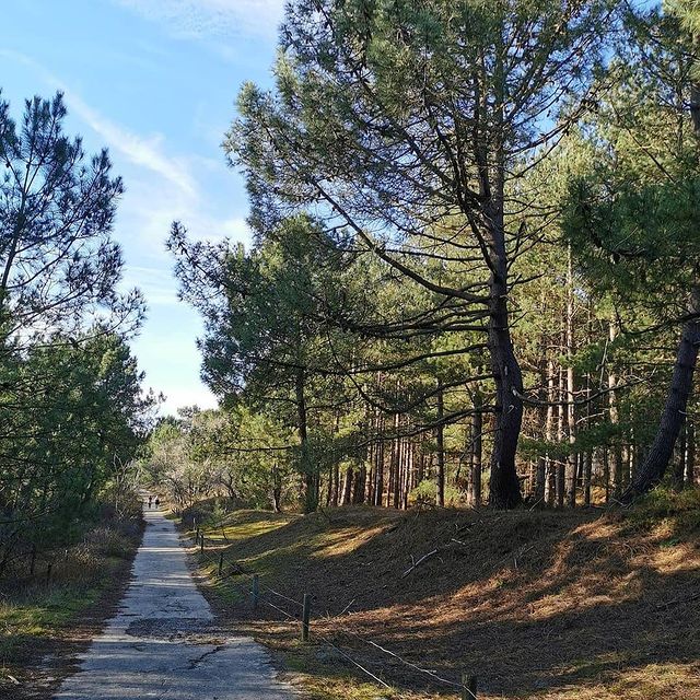 Pendant les vacances, pour s'oxygéner, il y a les promenades en forêt 🌳
La forêt domaniale d'Ecault est parfaite pour les balades en famille, un incontournable 👌
Jolie photo faite par 📷@une_pause_sur_la_digue
#autopcotedopale #boulonnaisautop #ecault #Hardelot #Condette #SaintEtienneauMont #foret #forest #wald #pasdecalaistourisme #hautsdefrancetourisme